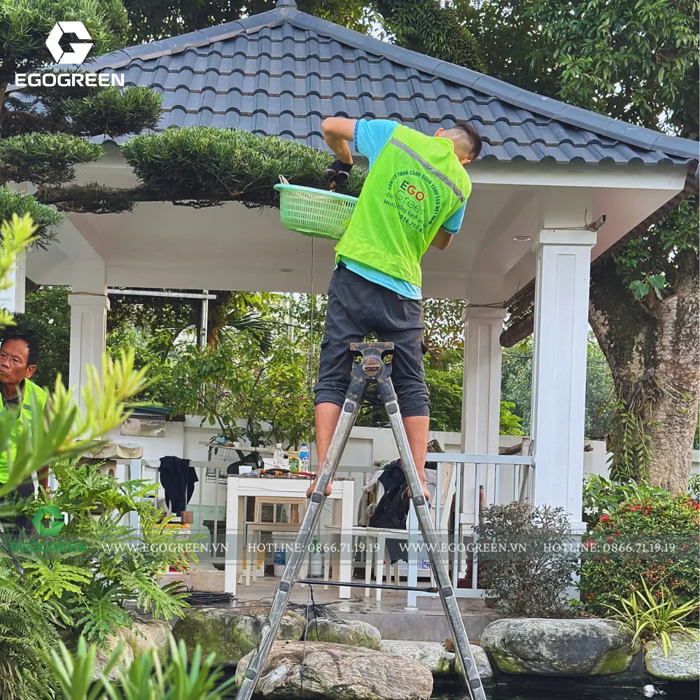Đội ngũ EGOGREEN cắt tỉa và chăm sóc cây xanh tại một công trình biệt thự. 